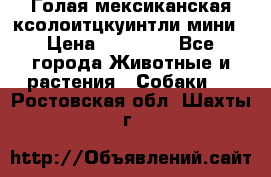 Голая мексиканская ксолоитцкуинтли мини › Цена ­ 20 000 - Все города Животные и растения » Собаки   . Ростовская обл.,Шахты г.